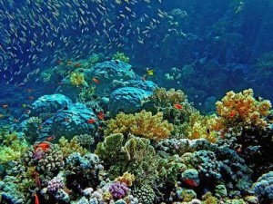 coralgardenRedSea